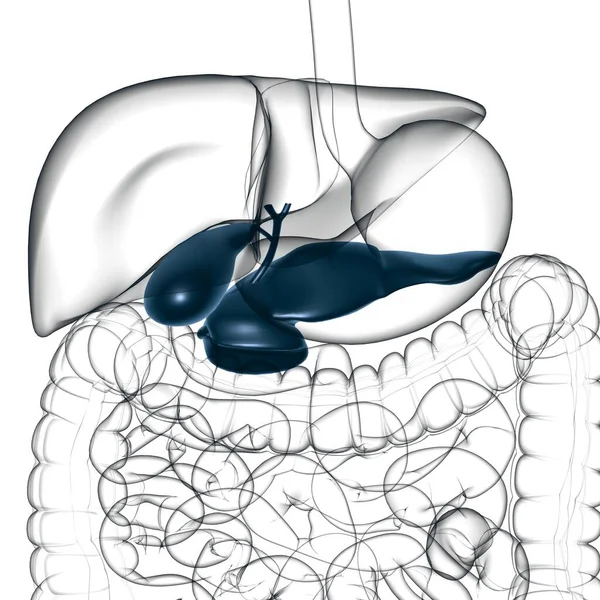 Gall Bladder Human Digestive System Anatomy Medical Concept Illustration — 스톡 사진
