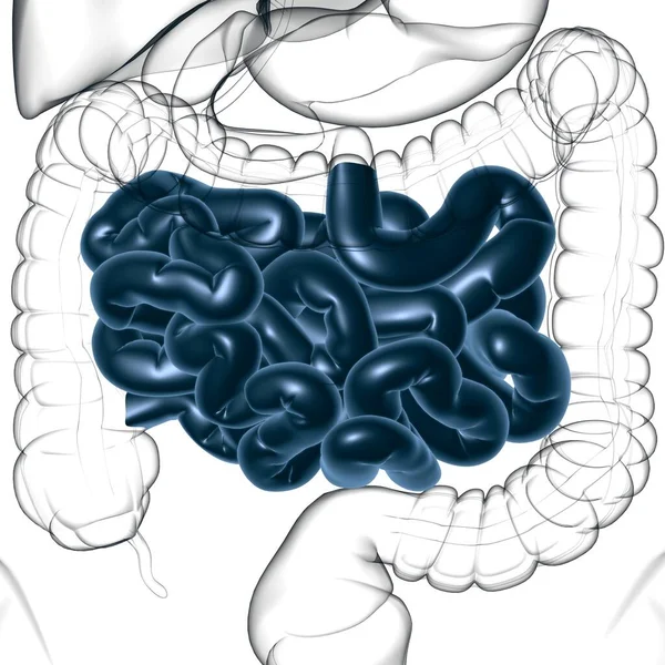 Anatomía Del Sistema Digestivo Humano Ilustración Del Intestino Delgado Para — Foto de Stock