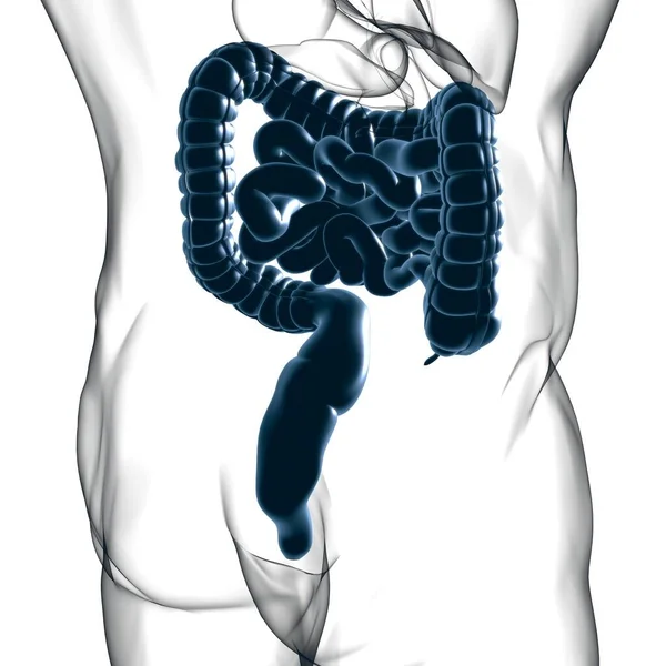 Anatomia Del Sistema Digestivo Umano Dell Illustrazione Dell Intestino Piccolo — Foto Stock