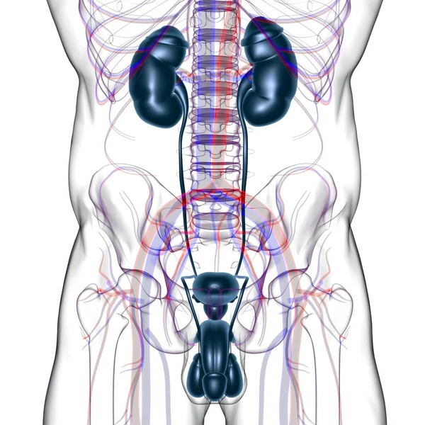Анатомия Мужской Репродуктивной Системы Медицинской Концепции Иллюстрации — стоковое фото