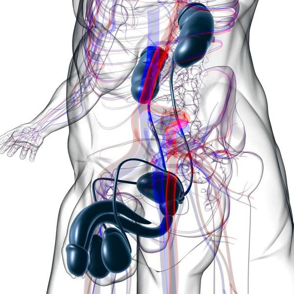 Anatomia Sistema Reprodutivo Masculino Para Ilustração Médica Conceito — Fotografia de Stock