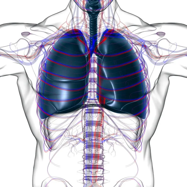 Anatomía Del Sistema Respiratorio Humano Los Pulmones Para Ilustración Del — Foto de Stock