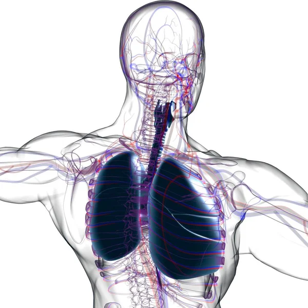 Anatomia Del Sistema Respiratorio Umano Dei Polmoni Concetto Medico Illustrazione — Foto Stock