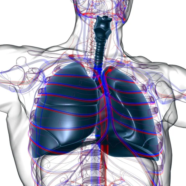 Tıbbi Konsept 3 boyutlu Resim İçin Akciğerler İnsan Solunum Sistemi Anatomisi