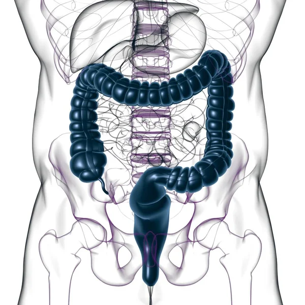 Grote Darm Illustratie Menselijke Spijsvertering Anatomie Voor Medisch Concept — Stockfoto