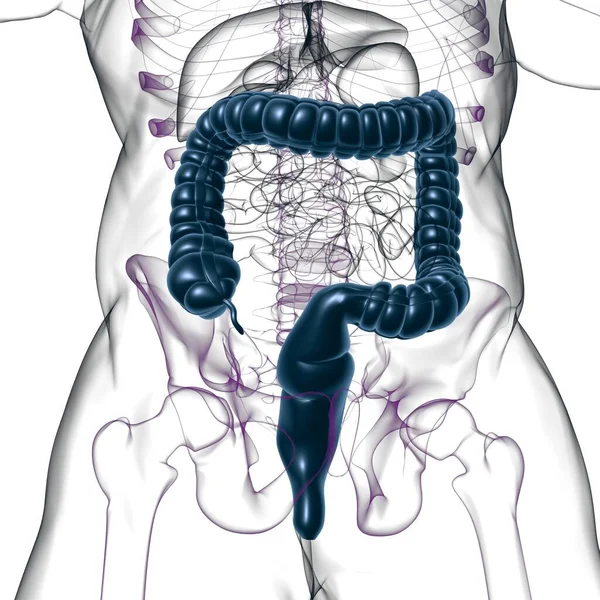 Grote Darm Illustratie Menselijke Spijsvertering Anatomie Voor Medisch Concept — Stockfoto