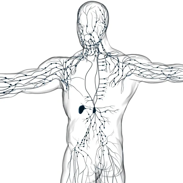 Ludzkie Węzły Chłonne Anatomia Dla Koncepcji Medycznej Ilustracja — Zdjęcie stockowe