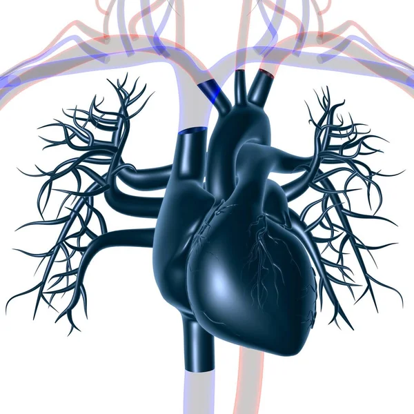 Människans Hjärta Anatomi För Medicinska Begrepp Illustration — Stockfoto