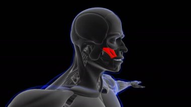 Tıbbi Kavram Döngüsü için Zygomaticus Major ve küçük Kas Anatomisi 3D Çizim