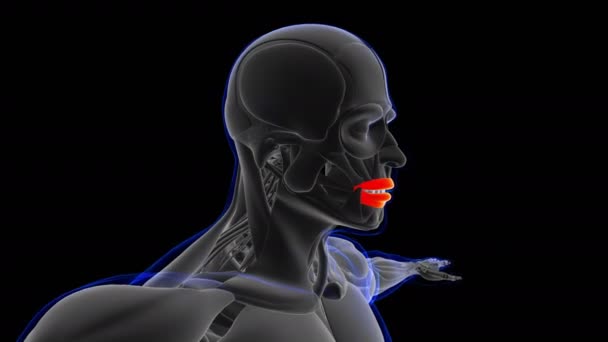 Orbicularis Oris Muscle Anatomy Medical Concept Loop Able Animation Illustration — 비디오