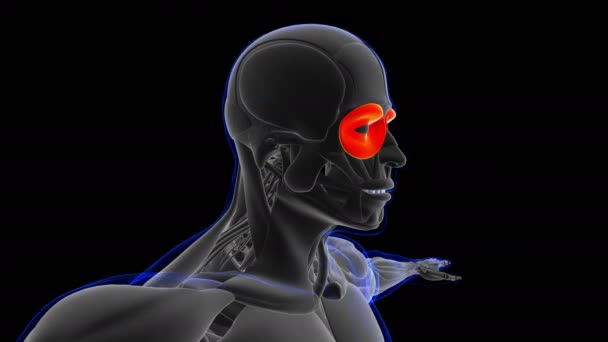 用于医学概念环路的Oculi肌解剖可动画3D图解 — 图库视频影像