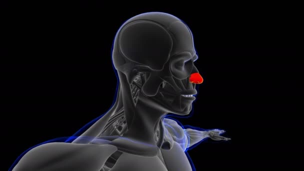 Nasal Cartilage Anatomy Medical Concept Loop Able Animation Illustration — 비디오