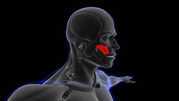 Zygomaticus Major Minor Muscle Anatomy Medical Concept Loop Able Animation — Stock Video