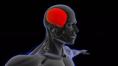 Tıbbi Kavram Döngüsü için Zamansal Kas Anatomisi 3 boyutlu canlandırma