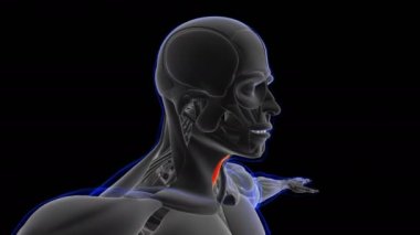 Sternohyoid Kas Anatomisi Tıbbi Kavram Döngüsü 3D Görüntü