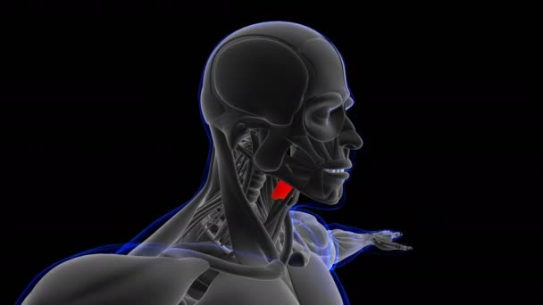 Anatomia Mięśni Tarczycy Dla Medycznej Koncepcji Pętli Animacji Ilustracja — Wideo stockowe