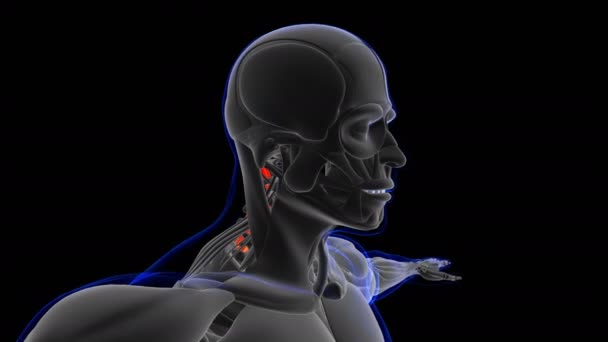 Semyspinalis Capitis Muscle Anatomy Medical Concept Loop Able Animation Illustration — 비디오