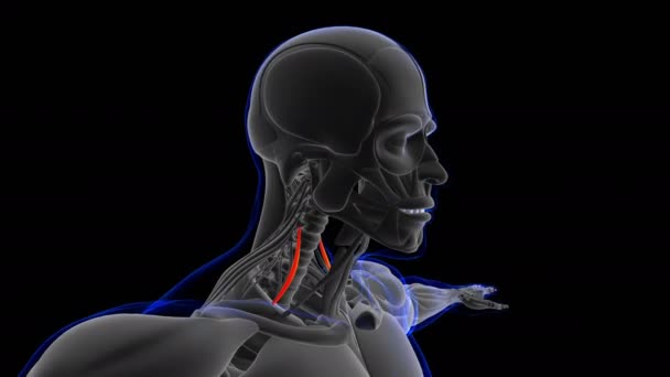 Tıbbi Kavram Döngüsü Için Scalenus Anterior Kas Anatomisi Canlandırma — Stok video