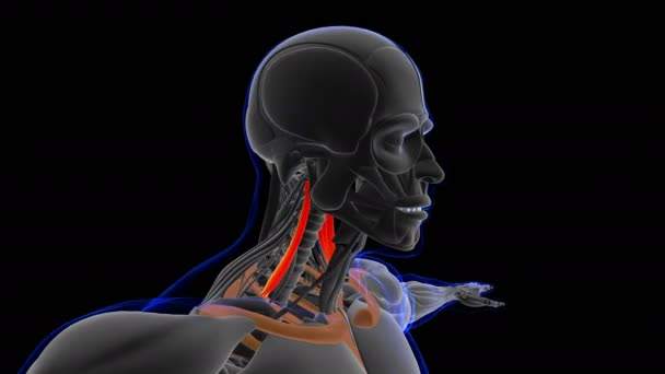 Scalene Muscle Anatomy Medical Concept Loop Able Animation Illustration — Stock Video