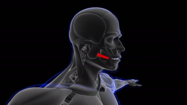 Tıbbi Kavram Döngüsü Için Risorius Kas Anatomisi Canlandırma — Stok video