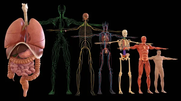 Tıbbi Konsept için İnsan Anatomisi 3 boyutlu İllüstrasyon