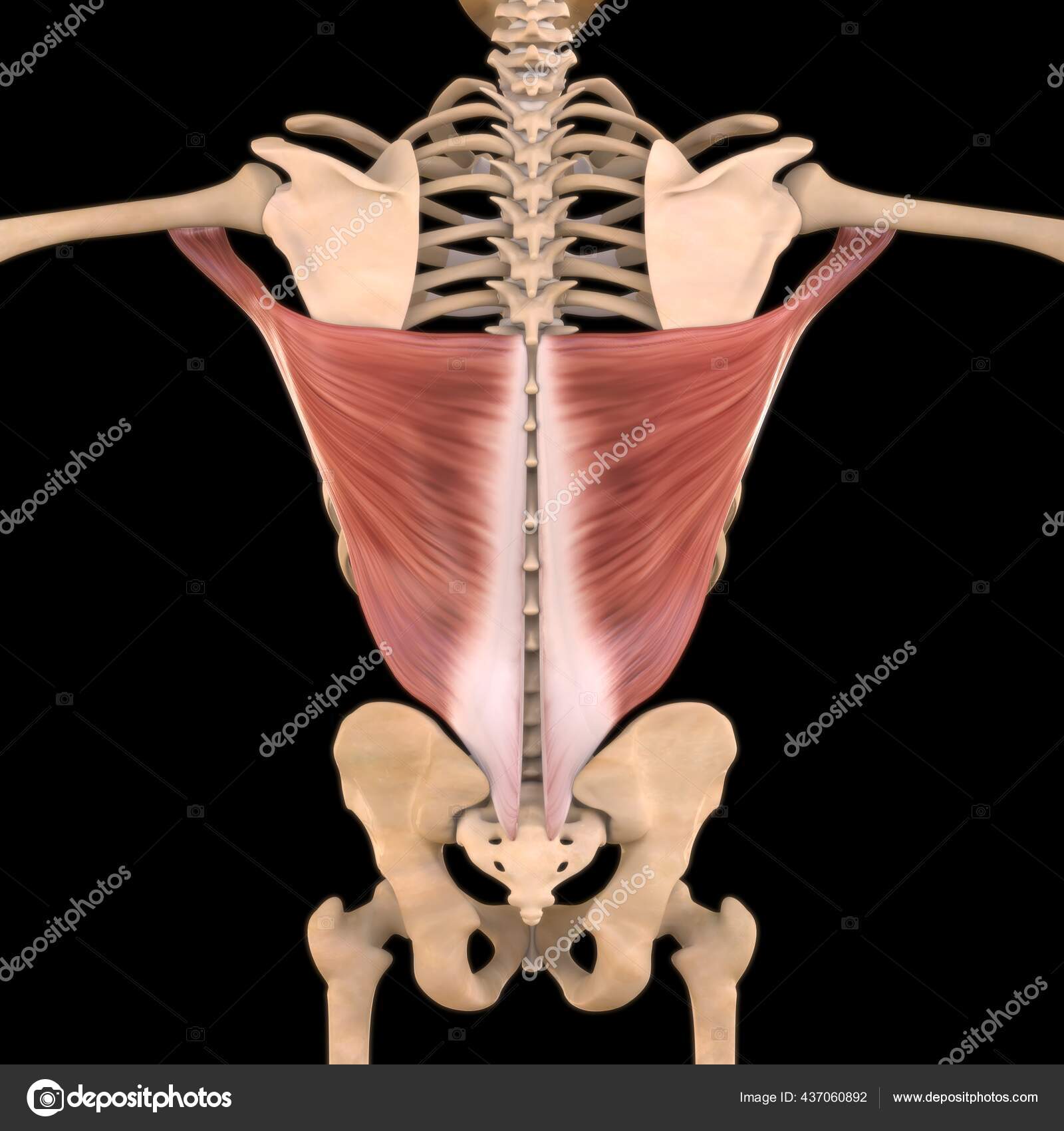 Rhomboid major muscle anatomy Stock Photos, Royalty Free Rhomboid major muscle anatomy Images | Depositphotos Rhomboid major muscle anatomy Stock Photos, Royalty Free Rhomboid major muscle anatomy Images | Depositphotos