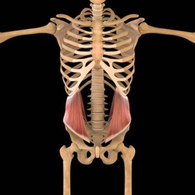 3D İllüstrasyon, Kas yumuşak bir dokudur, kas hücreleri proteinleri içerir ve hücrenin uzunluğunu ve şeklini değiştiren bir kasılma üretir. Güç ve hareket üretmek için kas fonksiyonları.