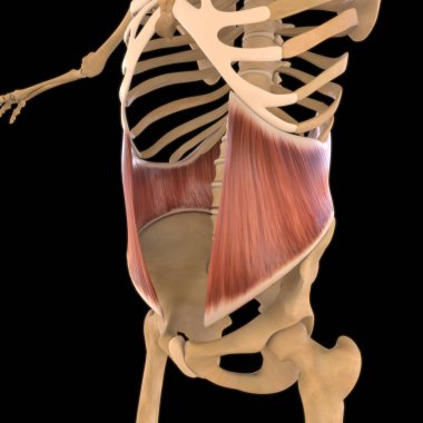 3D İllüstrasyon, Kas yumuşak bir dokudur, kas hücreleri proteinleri içerir ve hücrenin uzunluğunu ve şeklini değiştiren bir kasılma üretir. Güç ve hareket üretmek için kas fonksiyonları.