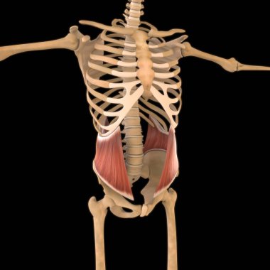 3D İllüstrasyon, Kas yumuşak bir dokudur, kas hücreleri proteinleri içerir ve hücrenin uzunluğunu ve şeklini değiştiren bir kasılma üretir. Güç ve hareket üretmek için kas fonksiyonları.