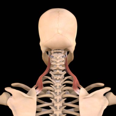 3D İllüstrasyon, Kas yumuşak bir dokudur, kas hücreleri proteinleri içerir ve hücrenin uzunluğunu ve şeklini değiştiren bir kasılma üretir. Güç ve hareket üretmek için kas fonksiyonları.