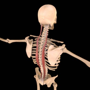 3D İllüstrasyon, Kas yumuşak bir dokudur, kas hücreleri proteinleri içerir ve hücrenin uzunluğunu ve şeklini değiştiren bir kasılma üretir. Güç ve hareket üretmek için kas fonksiyonları.