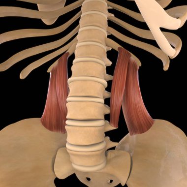 3D İllüstrasyon, Kas yumuşak bir dokudur, kas hücreleri proteinleri içerir ve hücrenin uzunluğunu ve şeklini değiştiren bir kasılma üretir. Güç ve hareket üretmek için kas fonksiyonları.