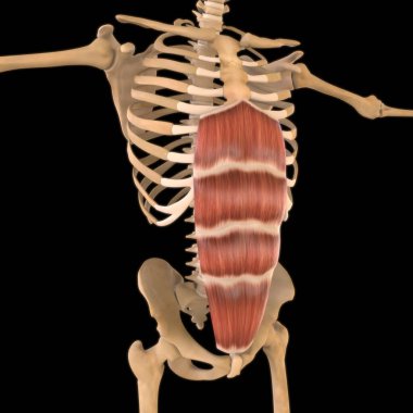 3D İllüstrasyon, Kas yumuşak bir dokudur, kas hücreleri proteinleri içerir ve hücrenin uzunluğunu ve şeklini değiştiren bir kasılma üretir. Güç ve hareket üretmek için kas fonksiyonları.