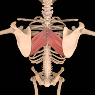3D İllüstrasyon, Kas yumuşak bir dokudur, kas hücreleri proteinleri içerir ve hücrenin uzunluğunu ve şeklini değiştiren bir kasılma üretir. Güç ve hareket üretmek için kas fonksiyonları.