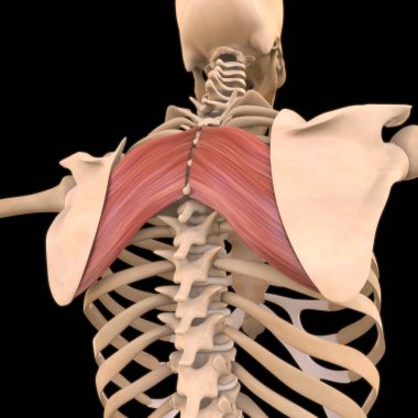 3D İllüstrasyon, Kas yumuşak bir dokudur, kas hücreleri proteinleri içerir ve hücrenin uzunluğunu ve şeklini değiştiren bir kasılma üretir. Güç ve hareket üretmek için kas fonksiyonları.