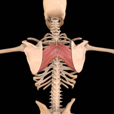 3D İllüstrasyon, Kas yumuşak bir dokudur, kas hücreleri proteinleri içerir ve hücrenin uzunluğunu ve şeklini değiştiren bir kasılma üretir. Güç ve hareket üretmek için kas fonksiyonları.