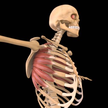 3D İllüstrasyon, Kas yumuşak bir dokudur, kas hücreleri proteinleri içerir ve hücrenin uzunluğunu ve şeklini değiştiren bir kasılma üretir. Güç ve hareket üretmek için kas fonksiyonları.