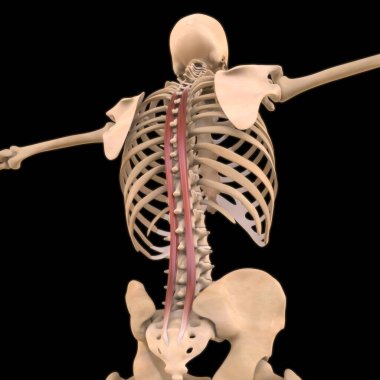 3D İllüstrasyon, Kas yumuşak bir dokudur, kas hücreleri proteinleri içerir ve hücrenin uzunluğunu ve şeklini değiştiren bir kasılma üretir. Güç ve hareket üretmek için kas fonksiyonları.