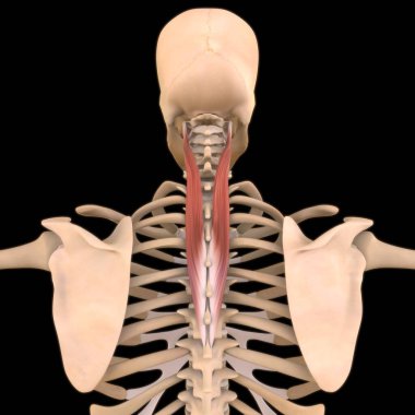 3D İllüstrasyon, Kas yumuşak bir dokudur, kas hücreleri proteinleri içerir ve hücrenin uzunluğunu ve şeklini değiştiren bir kasılma üretir. Güç ve hareket üretmek için kas fonksiyonları.