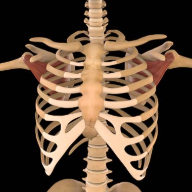 3D İllüstrasyon, Kas yumuşak bir dokudur, kas hücreleri proteinleri içerir ve hücrenin uzunluğunu ve şeklini değiştiren bir kasılma üretir. Güç ve hareket üretmek için kas fonksiyonları.
