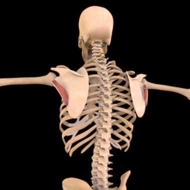 3D İllüstrasyon, Kas yumuşak bir dokudur, kas hücreleri proteinleri içerir ve hücrenin uzunluğunu ve şeklini değiştiren bir kasılma üretir. Güç ve hareket üretmek için kas fonksiyonları.