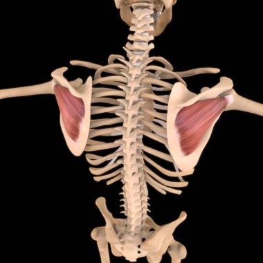 3D İllüstrasyon, Kas yumuşak bir dokudur, kas hücreleri proteinleri içerir ve hücrenin uzunluğunu ve şeklini değiştiren bir kasılma üretir. Güç ve hareket üretmek için kas fonksiyonları.