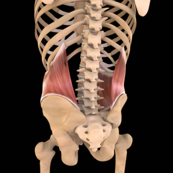 3D İllüstrasyon, Kas yumuşak bir dokudur, kas hücreleri proteinleri içerir ve hücrenin uzunluğunu ve şeklini değiştiren bir kasılma üretir. Güç ve hareket üretmek için kas fonksiyonları.