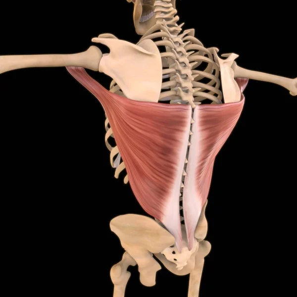 3D İllüstrasyon, Kas yumuşak bir dokudur, kas hücreleri proteinleri içerir ve hücrenin uzunluğunu ve şeklini değiştiren bir kasılma üretir. Güç ve hareket üretmek için kas fonksiyonları.
