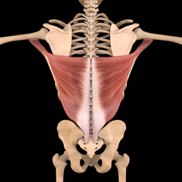 3D İllüstrasyon, Kas yumuşak bir dokudur, kas hücreleri proteinleri içerir ve hücrenin uzunluğunu ve şeklini değiştiren bir kasılma üretir. Güç ve hareket üretmek için kas fonksiyonları.