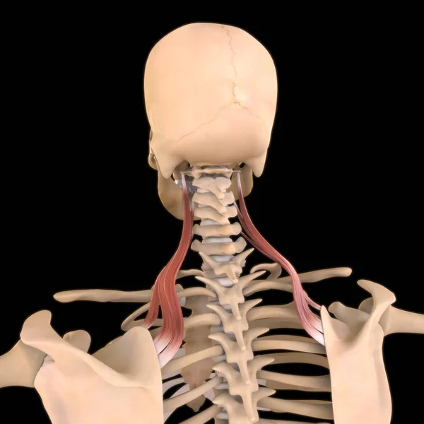 3D İllüstrasyon, Kas yumuşak bir dokudur, kas hücreleri proteinleri içerir ve hücrenin uzunluğunu ve şeklini değiştiren bir kasılma üretir. Güç ve hareket üretmek için kas fonksiyonları.