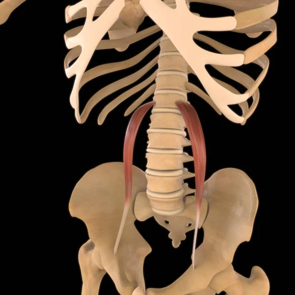 3Dイラスト 筋肉は柔らかい組織であり 筋肉細胞にはタンパク質が含まれており 細胞の長さと形状を変化させる収縮を生み出します 力と動きを生み出す筋肉機能 — ストック写真