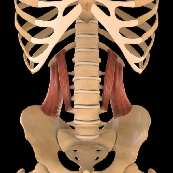 3D Illustration, Muscle is a soft tissue, Muscle cells contain proteins , producing a contraction that changes both the length and the shape of the cell. Muscles function to produce force and motion.