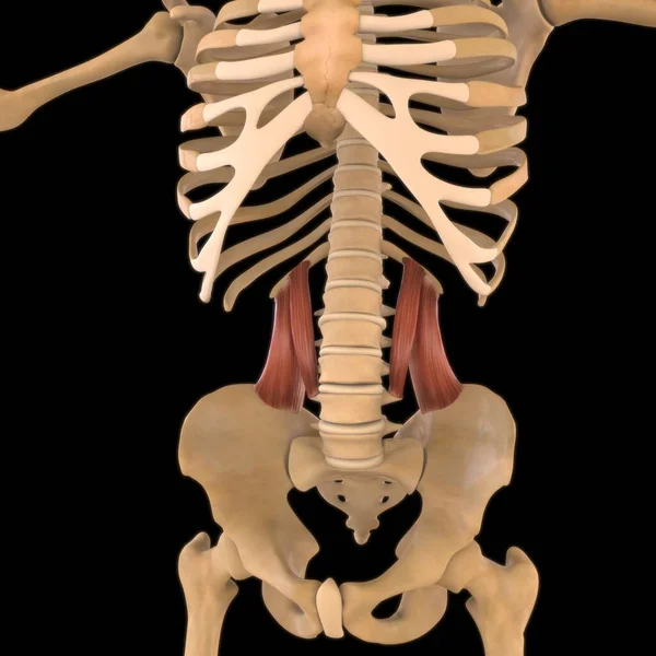 3D İllüstrasyon, Kas yumuşak bir dokudur, kas hücreleri proteinleri içerir ve hücrenin uzunluğunu ve şeklini değiştiren bir kasılma üretir. Güç ve hareket üretmek için kas fonksiyonları.