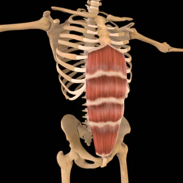 Ilustrație Mușchiul Este Țesut Moale Celulele Musculare Conțin Proteine Producând — Fotografie, imagine de stoc